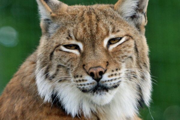 Discover the Lynx Constellation: A Science Guide for Northern Observers