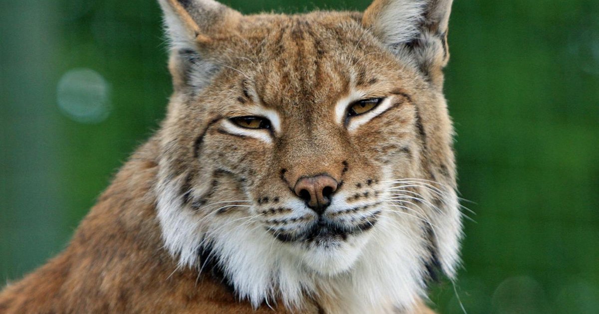 A stunning view of the Lynx constellation in the night sky, ideal for northern observers.