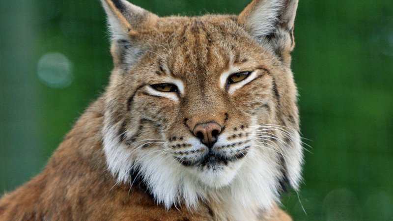 A stunning view of the Lynx constellation in the night sky, ideal for northern observers.