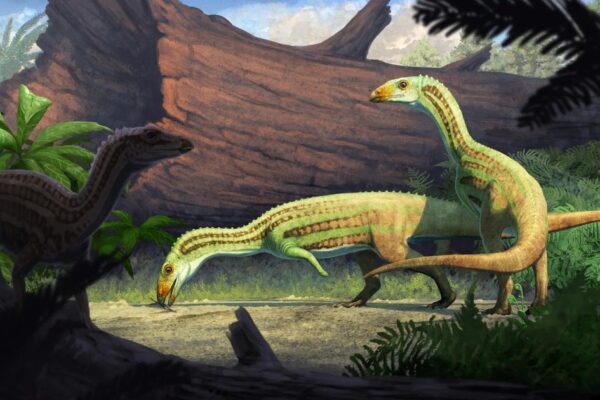 Ancient Crocodile Relative’s Evolution Offers Insights for Academic Research