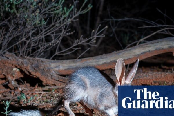 A bilby in its natural habitat, symbolizing successful wildlife conservation efforts in Australia.