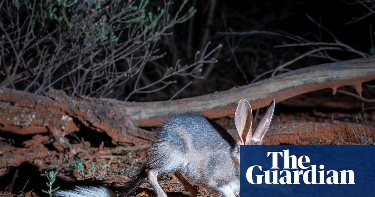 A bilby in its natural habitat, symbolizing successful wildlife conservation efforts in Australia.