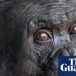 A bonobo participating in a pretend play experiment, showcasing its intelligence.