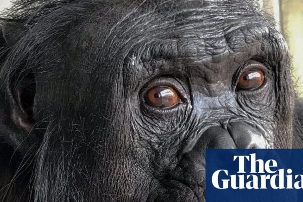 A bonobo participating in a pretend play experiment, showcasing its intelligence.