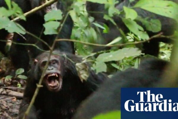 Chimpanzees displaying nervous behavior during a conflict in Kibale national park, Uganda.