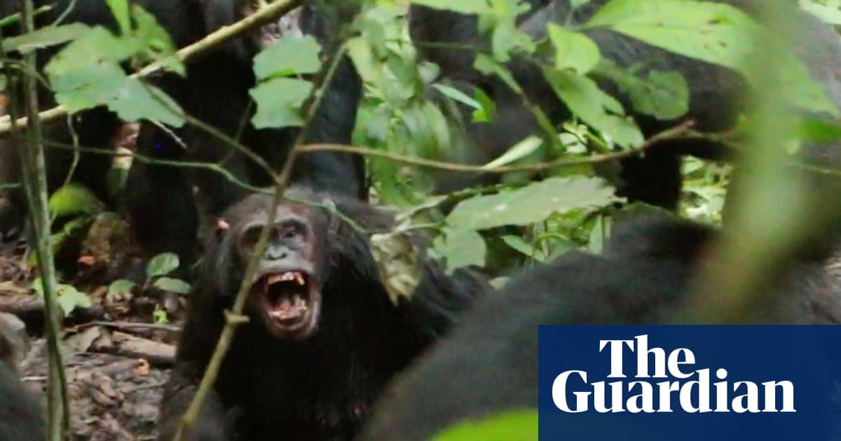 Chimpanzees displaying nervous behavior during a conflict in Kibale national park, Uganda.