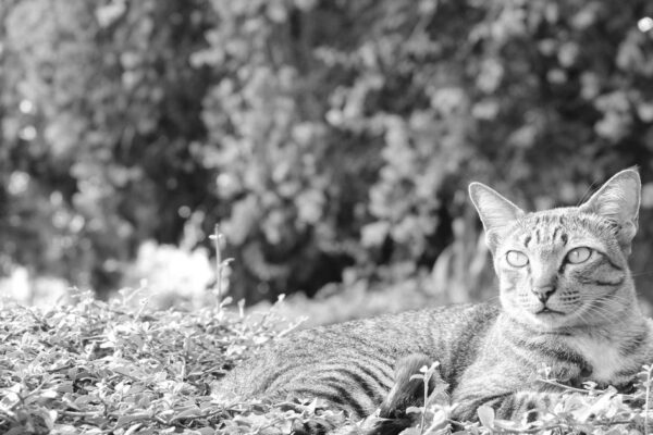 Chris Hemsworth as Tarzan in a dynamic jungle scene from the fan-made trailer