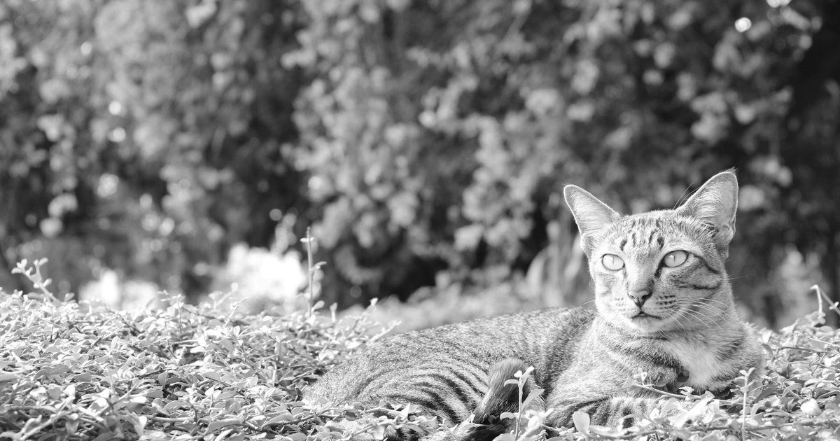 Chris Hemsworth as Tarzan in a dynamic jungle scene from the fan-made trailer