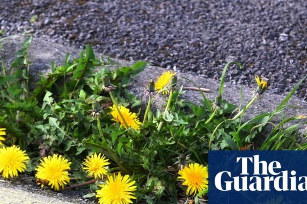 Climate Change Is Reshaping Urban Landscapes: Dandelions Lead the Way