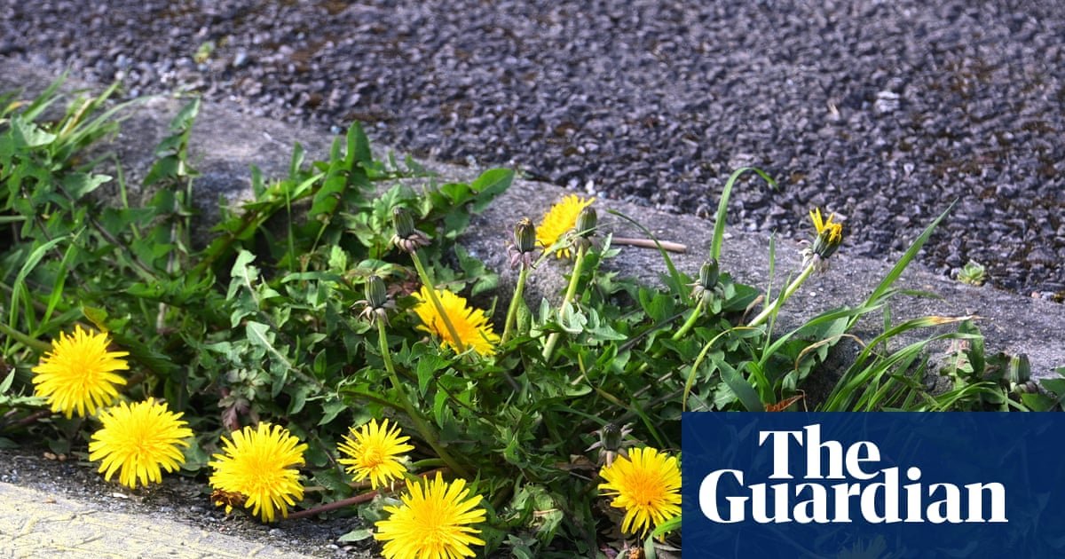 A vibrant dandelion blooming in a crack on an urban pavement, symbolizing resilience.