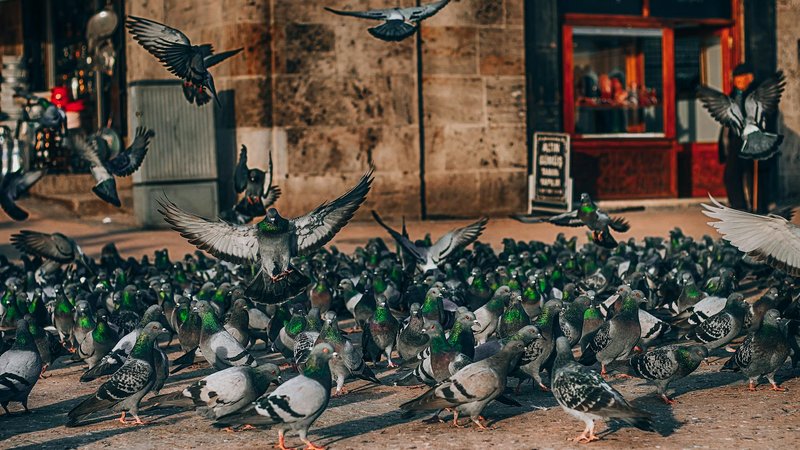 Flock tech surveillance cameras in urban area — Trending