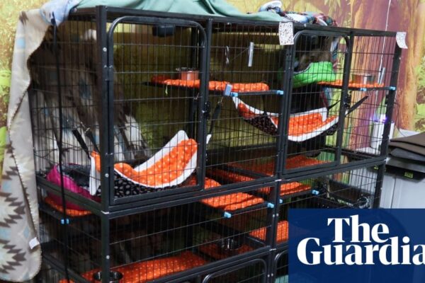 Sloths in a Florida attraction facing controversy after multiple deaths