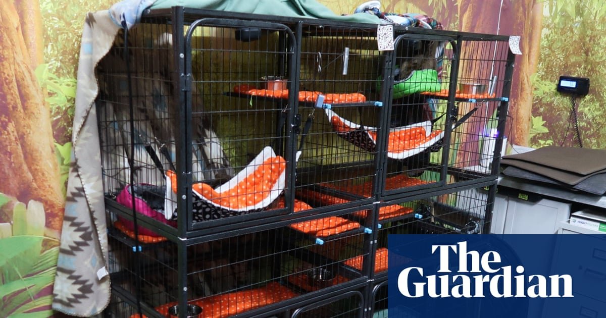 Sloths in a Florida attraction facing controversy after multiple deaths