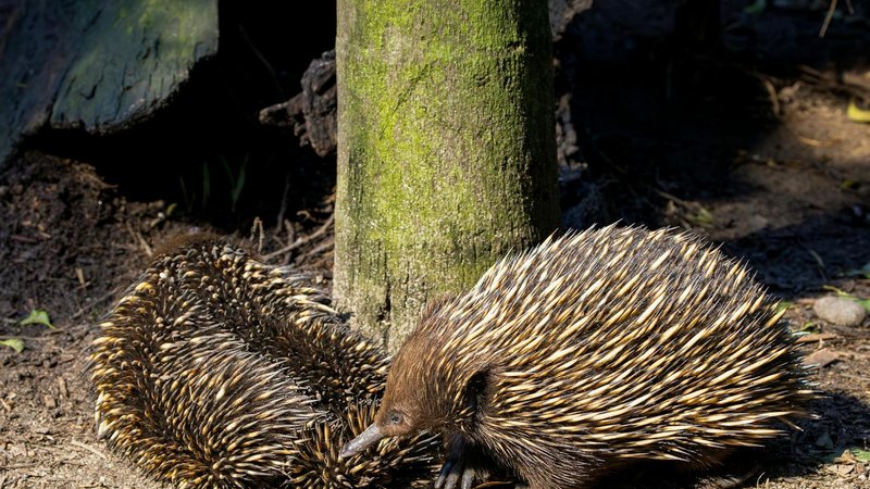 A fossil of a giant echidna discovered in Victoria, showcasing prehistoric megafauna.