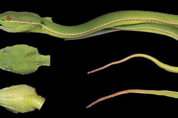 Hidden Pitviper Species Discovered in China — What Academic Research Reveals
