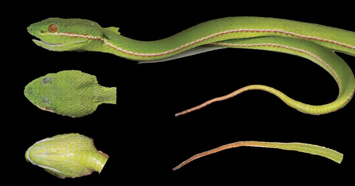 A newly discovered hidden pitviper species in China, showcasing its unique features.