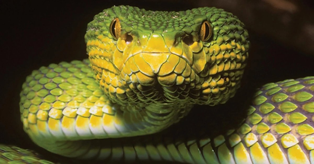 Newly discovered snake species in Myanmar showcasing unique features