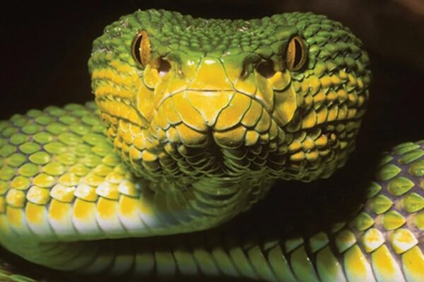 New Snake Species in Myanmar Challenges Academic Research Norms