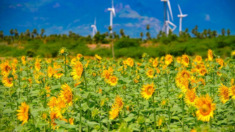 Solar farms in Texas contributing to renewable energy growth in the US.