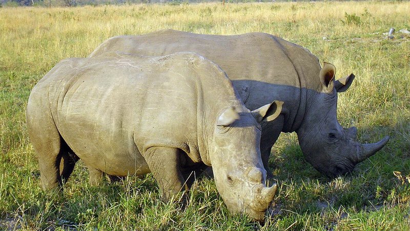 Historical image of apartheid negotiations in South Africa, highlighting past tensions.