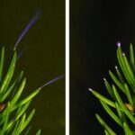 A glowing tree during a storm, showcasing electricity in nature.