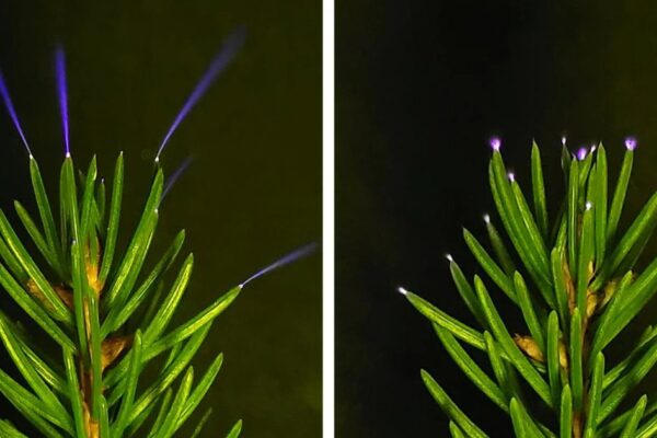 Trees Glow with Electricity During Storms: New Academic Research Reveals