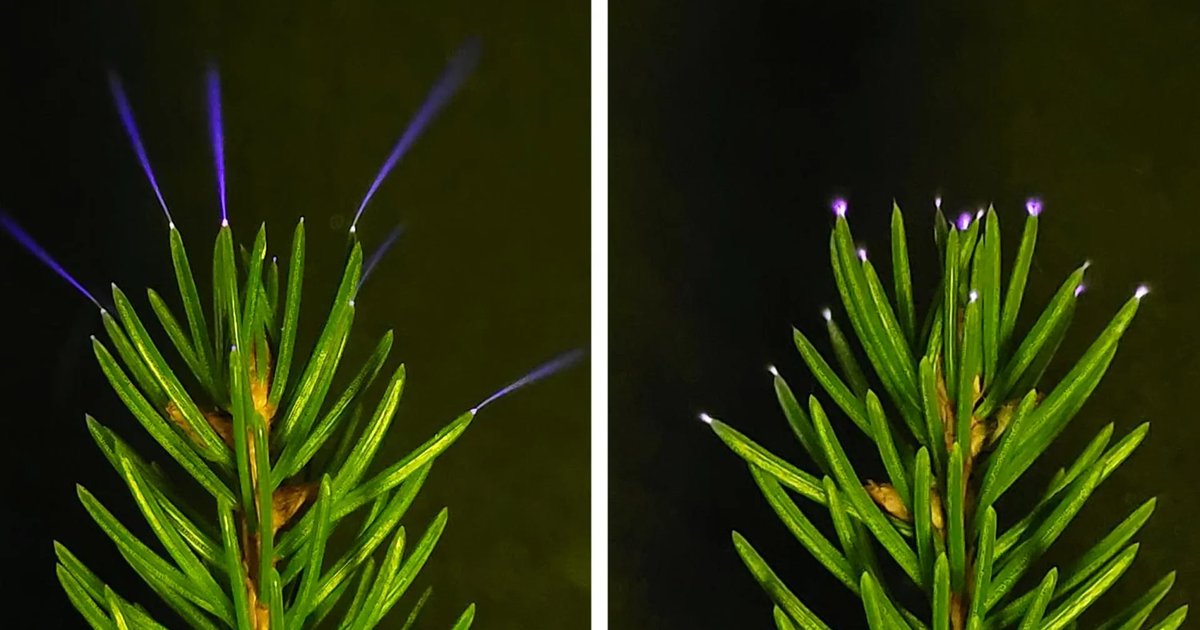 A glowing tree during a storm, showcasing electricity in nature.