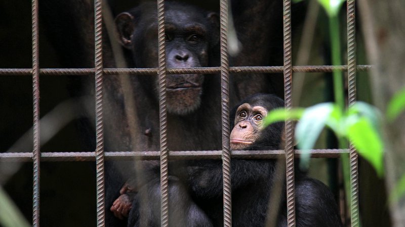 Uganda wildlife conservation efforts — World News